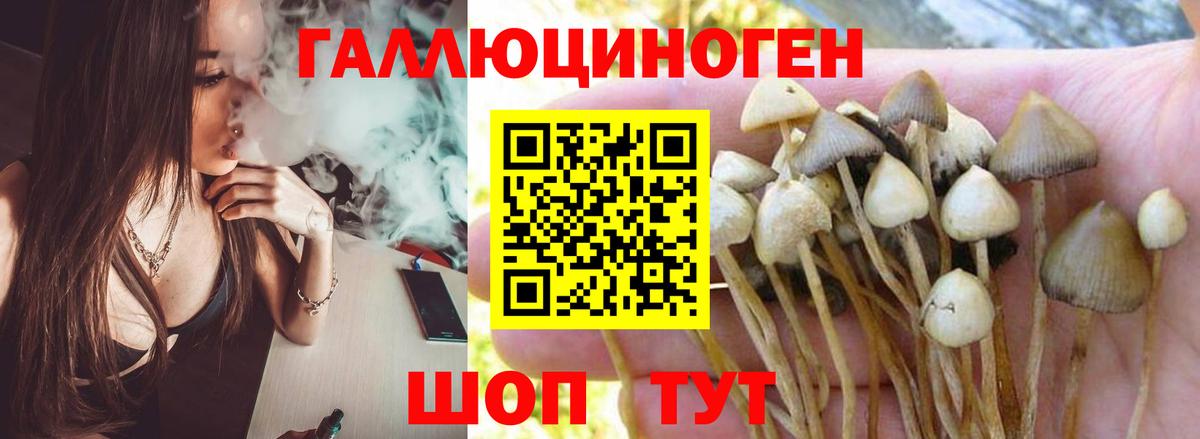 Псилоцибиновые грибы Psilocybe Краснокаменск